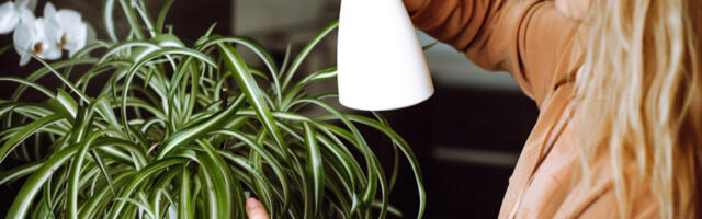 OVA BILJKA NEUTRALIŠE DUVANSKI DIM ZA 6 SATI I SPREČAVA BUĐ: Zovu je i "pauk", a evo zašto je ima svaka Srpkinja