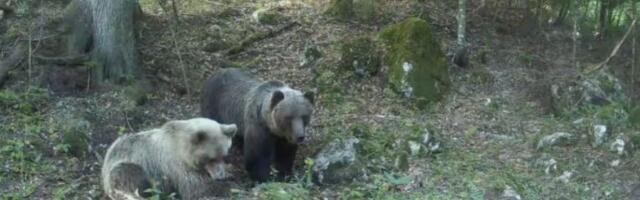 MAJKA I DETE U NESVAKIDAŠNJOJ ŠETNJI! Pogledajte šta su snimile nadzorne kamere na Tari (VIDEO)