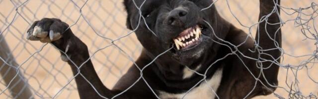 Još jedan brutalan napad pasa u Beogradu: Lutalice unakazile ženu dok je spasavala ljubimca