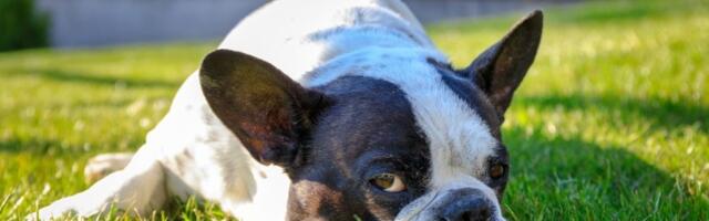 Zašto psi u proleće češće povraćaju? Simptomi koje ne smete ignorisati