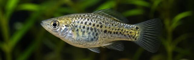 Naučnici utvrdili kako potpuno ženska riba nastavlja da klonira samu sebe