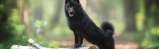 Ovog psa zovu đavo: Crn je kao ugalj, liči na lisicu i nepoverljiv je prema strancima (FOTO)