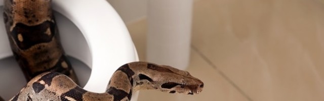 Ogromni Piton izvučen je iz toaleta nakon što je ugrizao čoveka za zadnjicu!