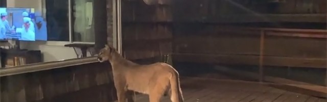 Puma na prozoru dnevne sobe: Svašta! (VIDEO)