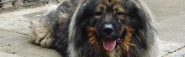 Da li kavkaski ovčar može da ubije vuka?