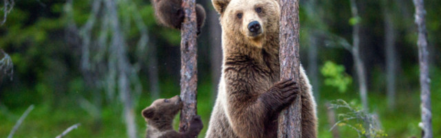 Kako se medved se sa kutijom na glavi našao na banderi (VIDEO)