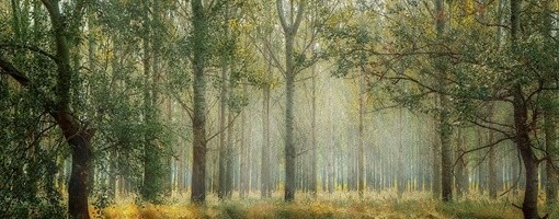 Odbornica LSV: Nacionalni park Fruška gora čupa pa sadi