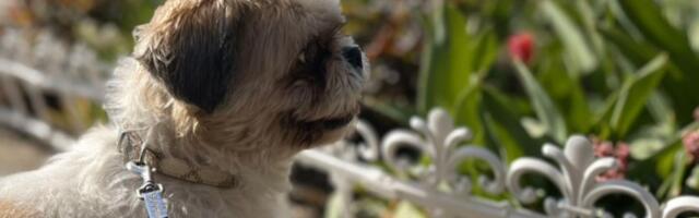 Mala lavica iz Kraljeva ostala sama: Možete li da pružite dom nežnoj ši cu koja je izgubila vlasnicu?