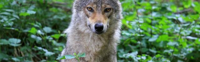 Najmanje 18 vukova uginulo u nacionalnom parku, sumnja se na trovanje: Tuga u Italiji