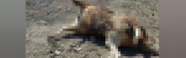 Slike HORORA sa deponije Goveđak kod Sjenice naterale meštanina da se odluči na radikalan potez!