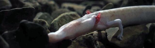 Postojnska jama i njene tajne: Otkrivamo čari "malog zmaja" ali i skrivenu sobu hotela u kojem je boravio Tito