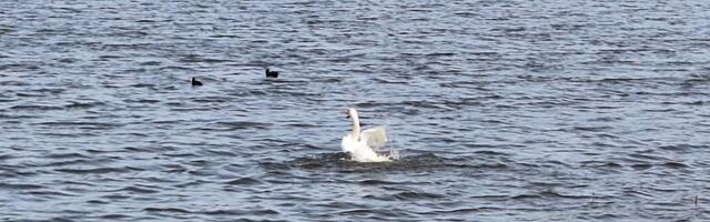Samo jedan labud na Aleksandrovačkom jezeru, drugi nije vraćen VIDEO