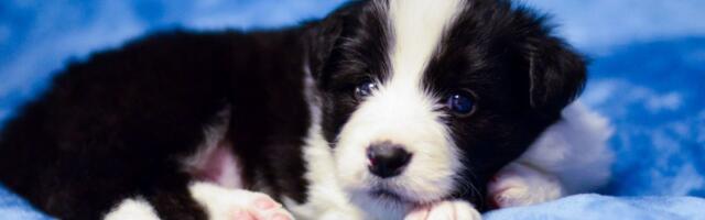 Mreže usijane zbog Pikla: Da li je moguće da u leglu border kolija bude OVAKVO ŠTENE?