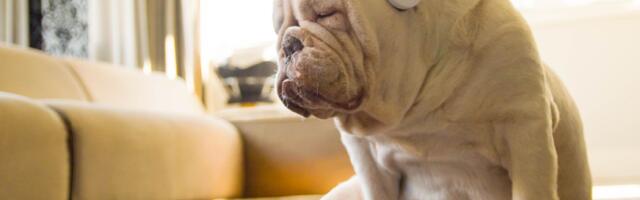 Kakav uticaj muzika ima na kućne ljubimce