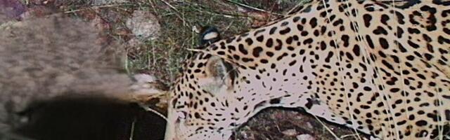 Jaguar snimljen na pojilištu: Ovo je tek peti viđen za 15 godina