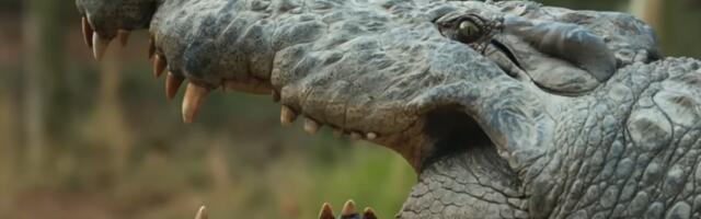 KROKODIL ZGRABIO DEČAKA (10) I ODVUKAO GA POD VODU Meštani snimili jezive scene