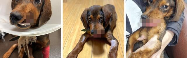 Zbog ovog psa svet je prestao da diše: Sa ulice odveden u Sloveniju, veterinari uklonili užasan tumor