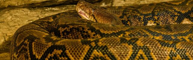 Molekuli iz krvi pitona pomažu pri mršavljenju?