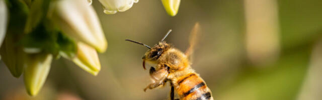 Глифосат угрожава пчеле: хербицид ремети мождану функцију опрашивача
