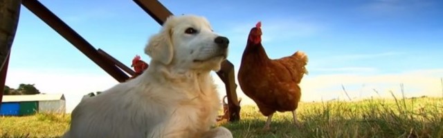 ČOVEK PRENEO KORONU SVOM PSU! Neobičan slučaj u Sarajevu