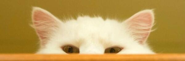 Naše mačke znaju gde smo u svakom momentu čak i onda kada nas ne vide