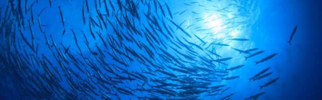 Neverovatan prizor: Naučnici snimili morske nemani, zatekli nešto što NIKO nije očekivao