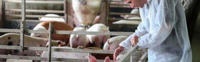 Pojavila se afrička kuga svinja, proglašeno ugroženo područje u OVOM delu Srbije