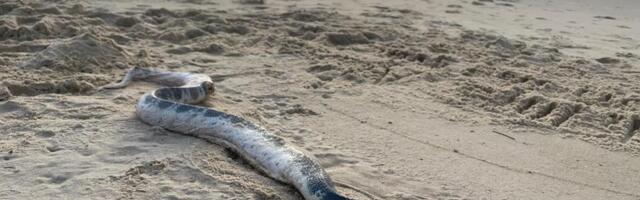 ZMIJA snimljena među dečjim igračkama na PLAŽI U BEČIĆIMA! Drama u popularnom crnogorskom letovalištu