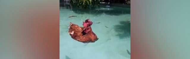 Kad može patka može i kokoška: Sakrila se "za sve pare" (VIDEO)