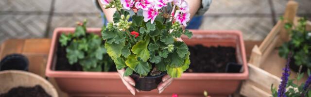 NAJZAHVALNIJE BALKONSKO CVEĆE - Ovih 5 biljaka opstaje i kad zaboravite da ih zalijete