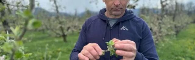 NE DAJ BOŽE DA SE PONOVI PROŠLA GODINA! Voćari strahuju od mraza: To je pravi rulet kada je u pitanju opstanak voća