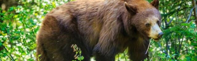 OVO VIŠE NIJE SLUČAJNO: Pronađeno telo žene, sumnja se da je i nju UBIO MEDVED