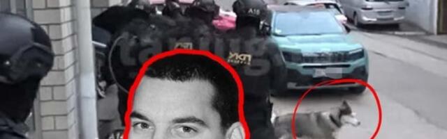 BAKIĆEV UBICA IZAŠAO DA PROŠETA PSA, PA SAČEKAN OD UKP! Životinju vodio i na likvidaciju - HASKI BEO SVEDOK JEZIVOG ZLOČINA! (FOTO, VIDEO)
