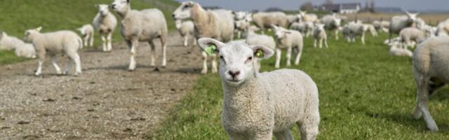 Naldo (2) je najveći "zavodnik" na farmi: Pario 43 ovce, ponosni otac sedmorki iz Bogatića