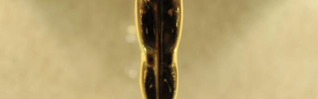 NIKADA NEĆTE POGODITI gde se zapravo održava dodela Oskara: "Prošetaš se i usput mahneš Anđelini Džoli"