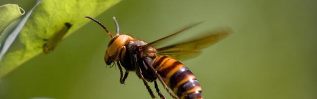 Stavite ovo na terasu i više nećete videti stršljenove i ose - trik koji provereno radi