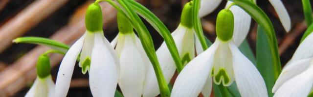 Ovaj cvet je simbol nade i utehe, a verovanje kaže da ne sme da cveta u kući (FOTO)