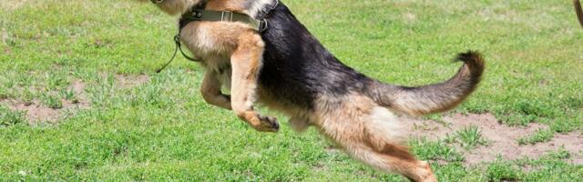 Užas u Mirijevu: Pas teško povredio trogodišnje dete, ujeo ga za lice, kamera kafića snimila JEZIVU SCENU