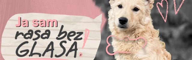 „Rasa bez glasa“: Direct Media poziva na podršku napuštenim životinjama