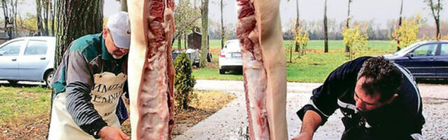 Свињокољ у Качареву преживео, Дан републике није