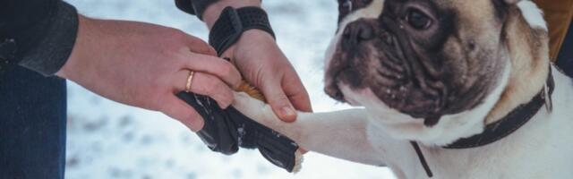 Jedan potez pre izlaska napolje sprečava pucanje i rane na šapama važeg psa - odmah testirajte