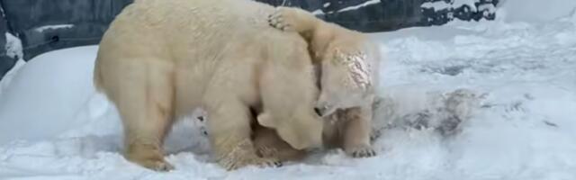 FOTO, VIDEO: Mladunci polarnih medveda u Mađarskoj prvi put videli sneg