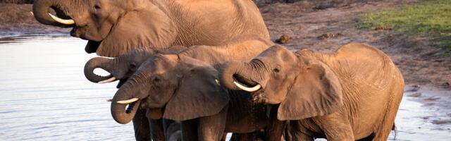 Putinov propagandni kanal plasirao bizarnu vest: "Slonovi će umarširati u Nemačku"