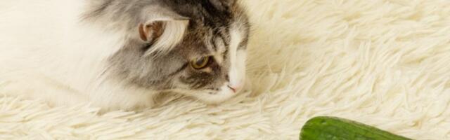 Šala koja može da ubije vašu mačku: Klipovi sa karastavcem na koje se ceo svet smeje su opasni (VIDEO)