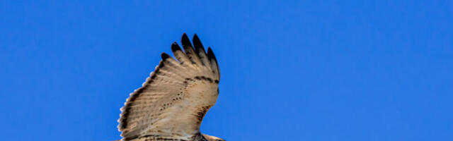 Птице у Србији на мети тровача и криволова: Друштво за заштиту објавило поражавајући извештај