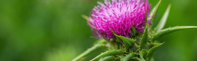 Biljka koja regeneriše jetru: Pomaže organizmu da se izbori sa upalama i toksinima (FOTO)