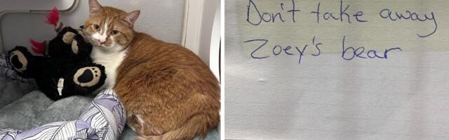 Vlasnik ostavio mačku u azilu uz potresnu PORUKU: Tražio samo JEDNU USLUGU zbog koje svet jeca