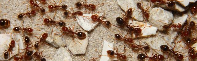 MAJKO SVETA! Krijumčarenje živih insekata za navodni afrodizijak – jeziva trgovina otkrivena, EVO GDE SU IH KRILI