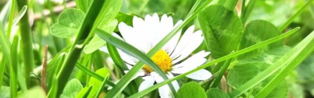 Danas nam stiže proleće