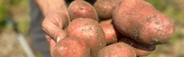 Starinski način pripreme krompira: Krompir u kaputu – specijalitet, ko proba neće se pokajati!